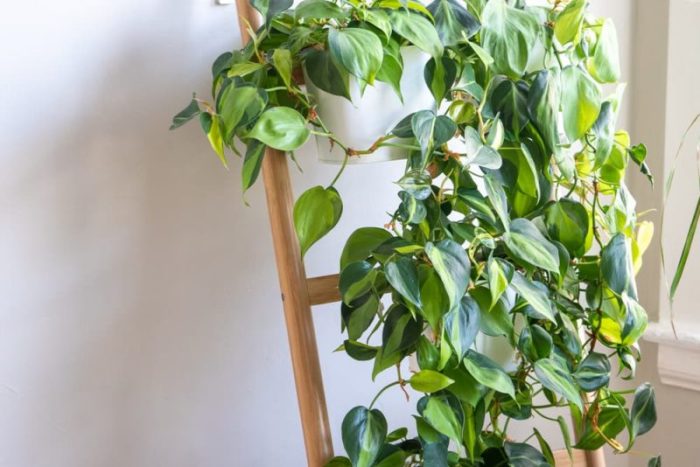 Hanging Plants Indoor | Common Trailing House Plants: Enchanting Greenery for Your Home