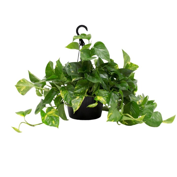 Hanging Plants Indoor | Hanging Plants at Lowe's: Elevate Your Home Decor with Greenery