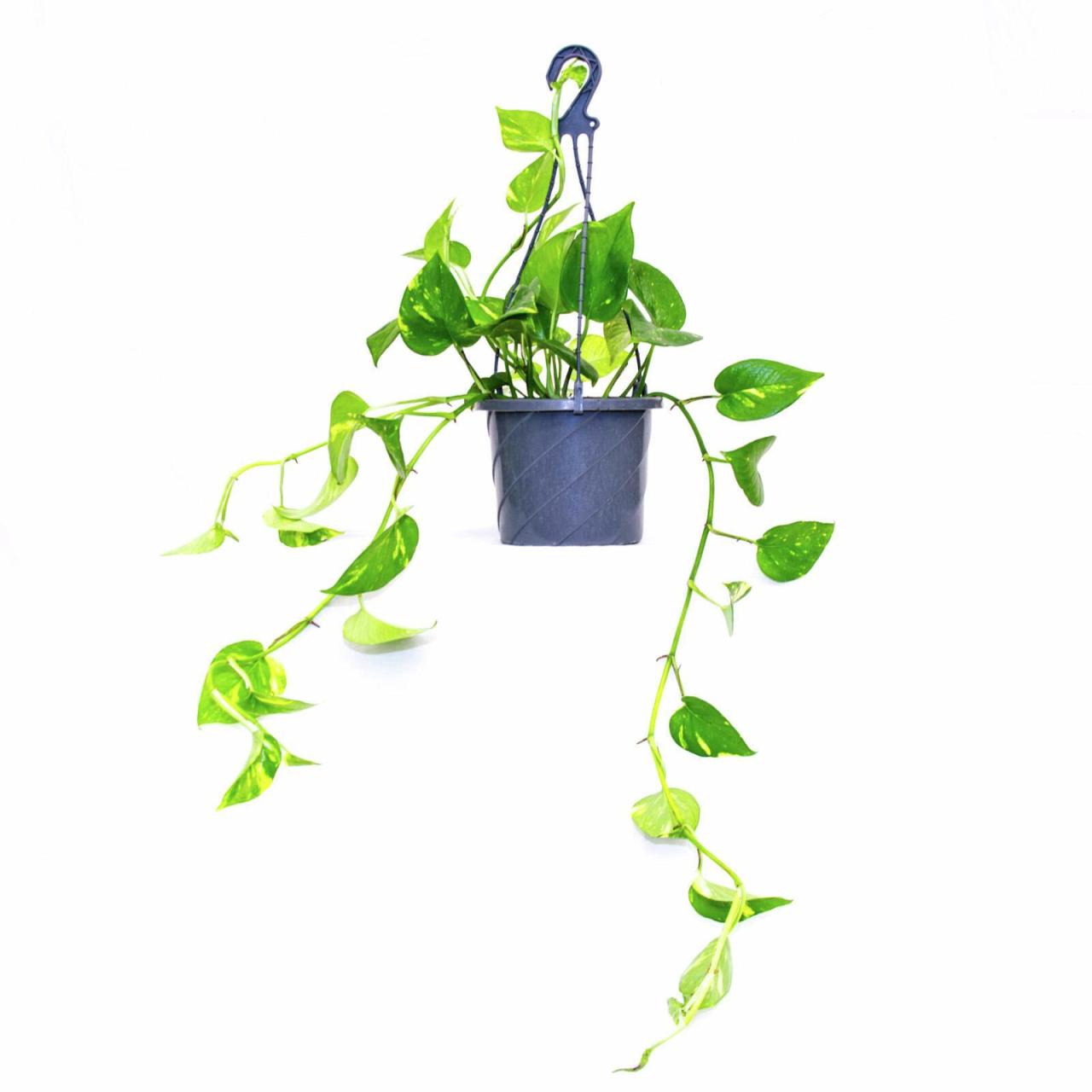 Hanging Plants Indoor | Hanging Devil's Ivy from Bunnings: Enhance Your Home with Indoor Greenery