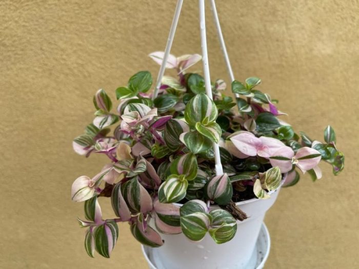 Hanging Plants Indoor | 5 Draping Houseplants to Elevate Your Indoor Oasis