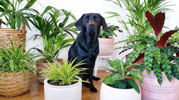 Hanging Plants Indoor | Hanging Plants for Dogs: A Safe and Stylish Addition to Your Home
