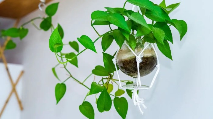 Hanging Plants Indoor | Unveiling the Secrets: Shadow-Loving Hanging Plants That Thrive Without Sunlight