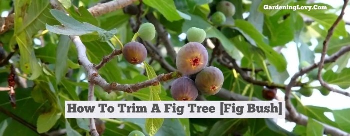 Hanging Plants Indoor | How to Trim Fig Plants for Optimal Health and Productivity