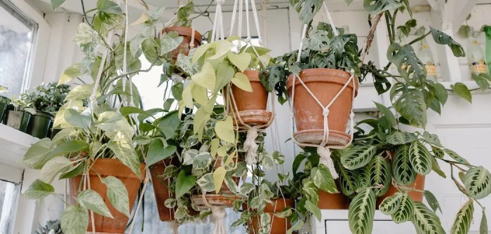 Hanging Plants Indoor | Hanging Plants That Thrive in Abundant Sunlight
