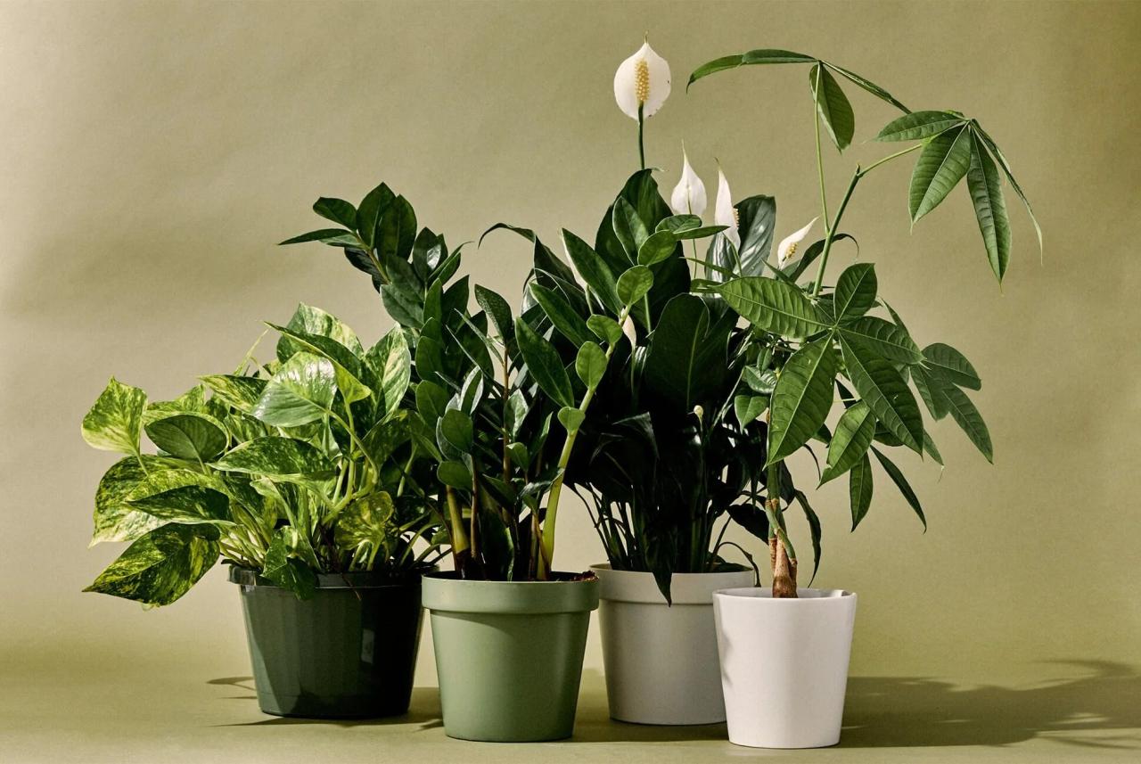 Hanging Plants Indoor | Best Indoor Plants for Hanging: A Guide to Greenery Above