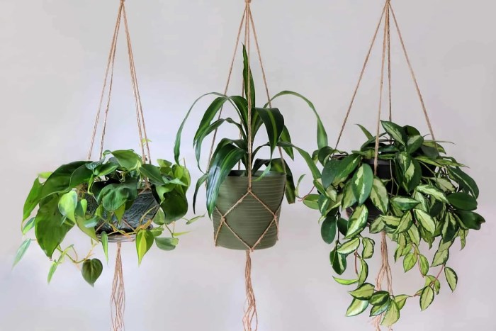 Hanging Plants Indoor | Best Indoor Hanging Plants for Low-Light Environments