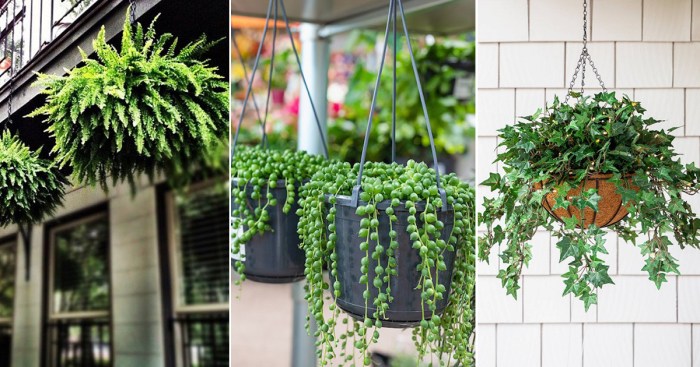 Hanging Plants Indoor | 10 Hanging Plants on Balcony: Transform Your Outdoor Space into a Serene Oasis