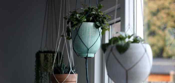 Hanging Plants Indoor | Hanging Plants for Low Light: Enhancing Dim Spaces with Greenery