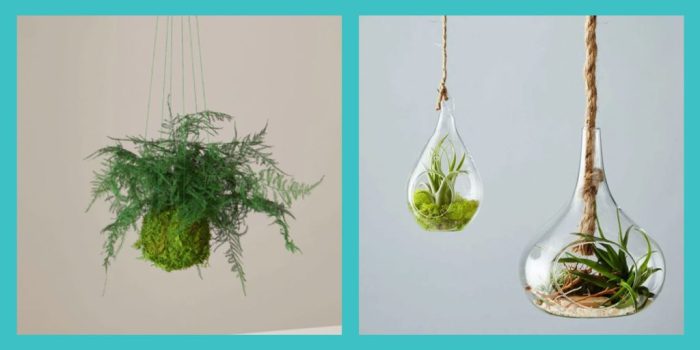 Hanging Plants Indoor | Hanging Plants Garden Design: Elevate Your Space with Greenery