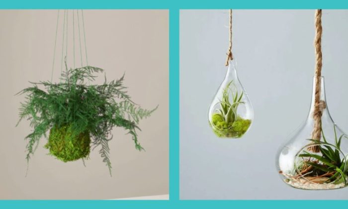 Hanging Plants Indoor | 10 Hanging Plants Low Maintenance for Effortless Greenery
