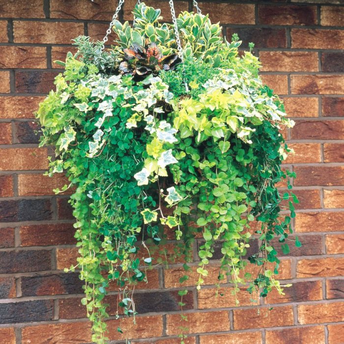 Hanging Plants Indoor | Hanging Basket Plants Evergreen: A Guide to Everlasting Beauty