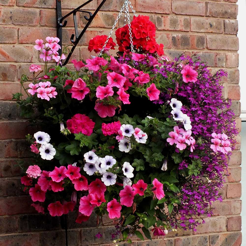 Hanging Plants Indoor | Hanging Basket Plants: A Guide to Choosing, Planting, and Displaying