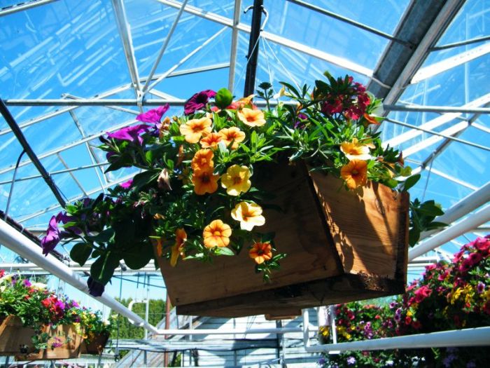 Hanging Plants Indoor | Hanging Baskets Greenhouse: A Guide to Growing Plants in Suspended Containers