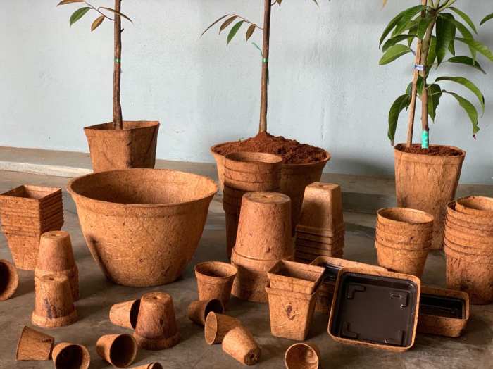 Hanging Plants Indoor | Biodegradable Plant Pots: Bunnings Range, Benefits, and Alternatives