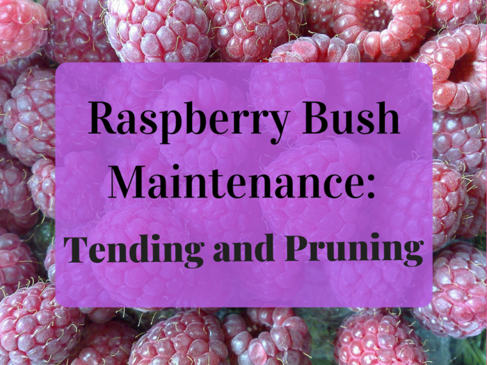 Hanging Plants Indoor | How to Trim Raspberry Plants: A Comprehensive Guide