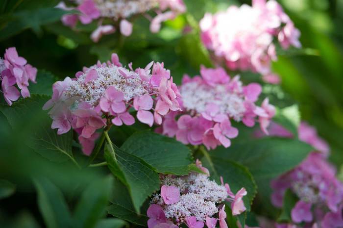 Hanging Plants Indoor | How to Trim Hydrangea Plants: A Comprehensive Guide to Pruning Techniques, Timing, and Troubleshooting