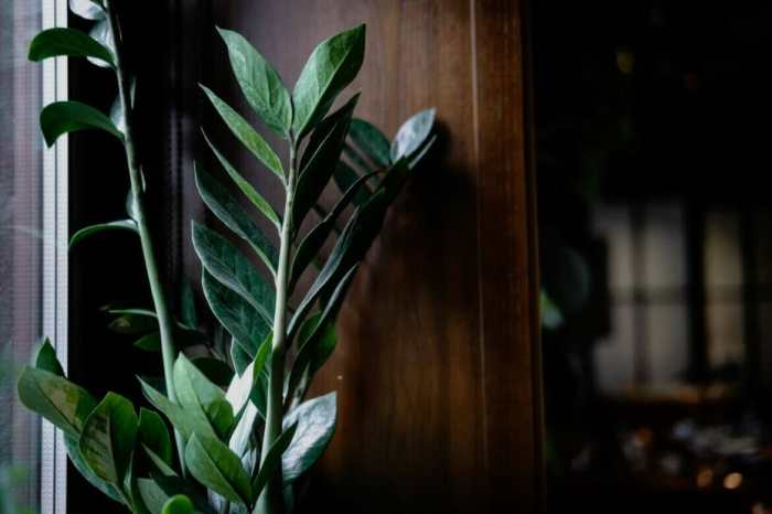 Hanging Plants Indoor | Hanging Plants for North-Facing Windows: A Guide to Greenery in Low-Light Spaces
