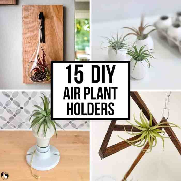 Hanging Plants Indoor | Discover Air Plant Holders at Bunnings: Styles, Materials, Prices, and Creative Display Ideas