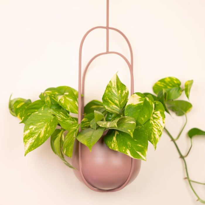 Hanging Plants Indoor | Discover the Allure of Best Indoor Hanging Pots: A Guide to Greenery and Style