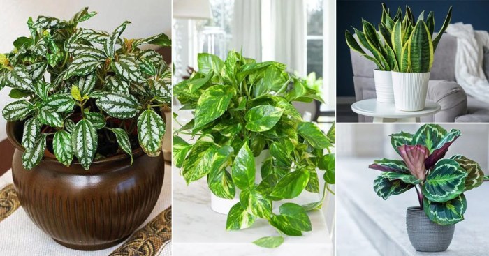 Hanging Plants Indoor | Hanging Plants for North-Facing Windows: A Guide to Greenery in Low-Light Spaces