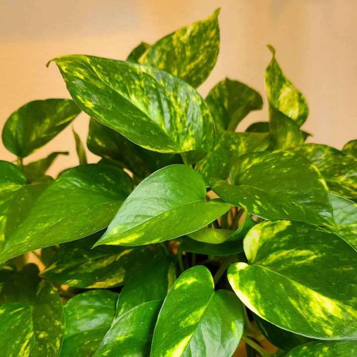 Hanging Plants Indoor | Hanging Chinese Evergreen: A Guide to Care, Propagation, and Design