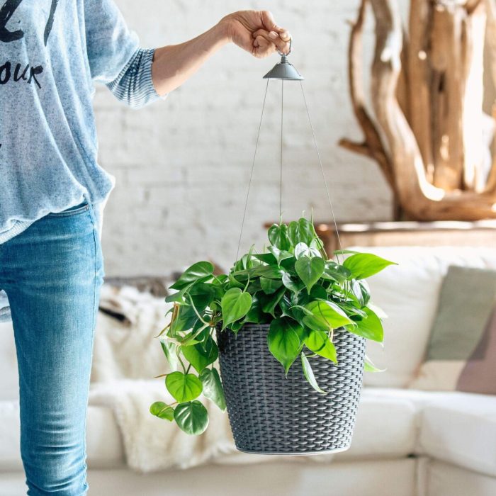 Hanging Plants Indoor | Easy to Care for Hanging House Plants: A Guide to Lush Indoor Greenery