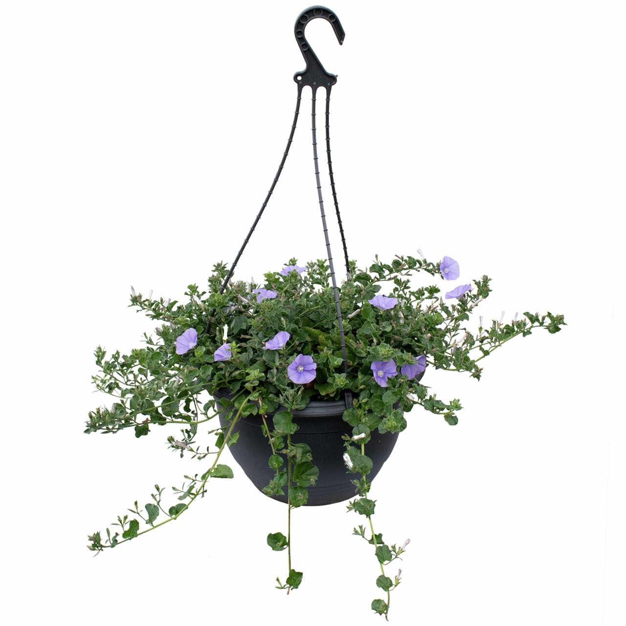Hanging Plants Indoor | Hanging Flower Baskets from Bunnings: A Guide to Enhance Your Outdoor Oasis