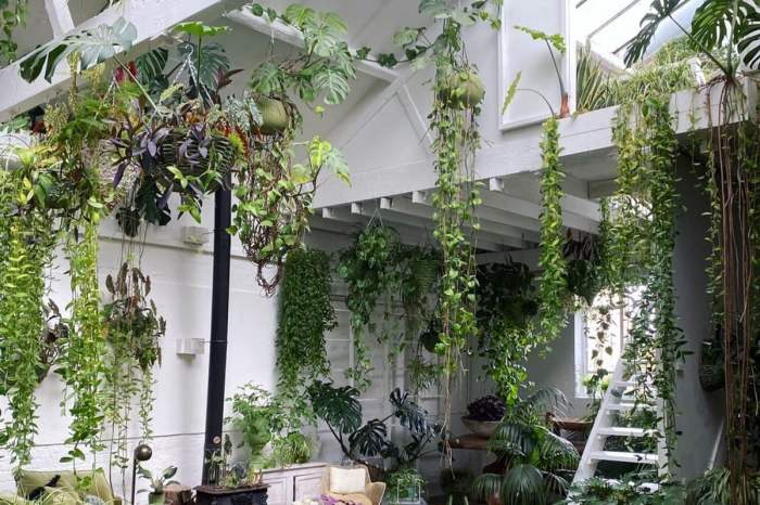 Hanging Plants Indoor | Beautiful Indoor Hanging Plants: Elevate Your Home Decor with Nature's Beauty