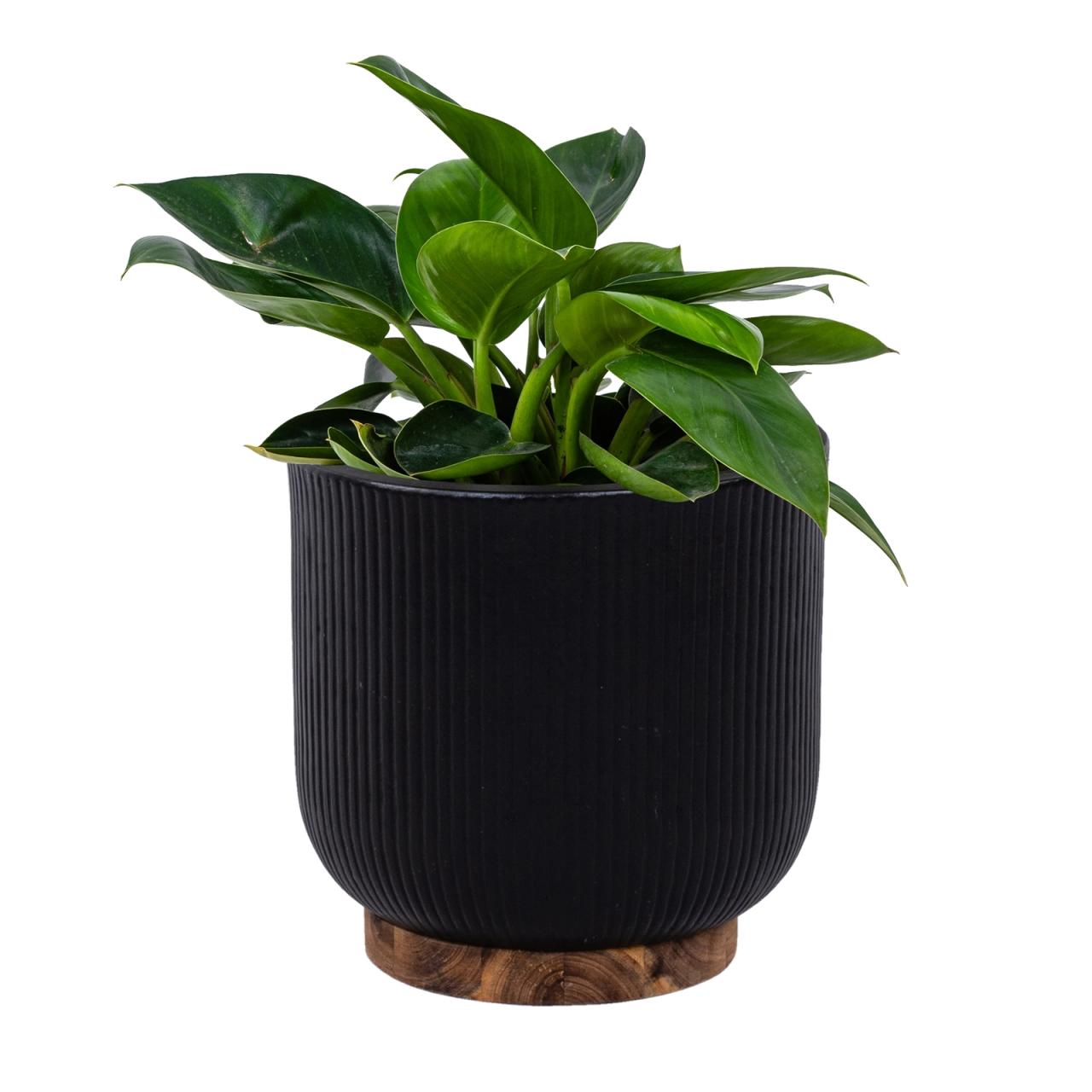 Hanging Plants Indoor | Bunnings Indoor Pots: A Guide to Choosing, Creating, and Displaying the Perfect Pots for Your Plants