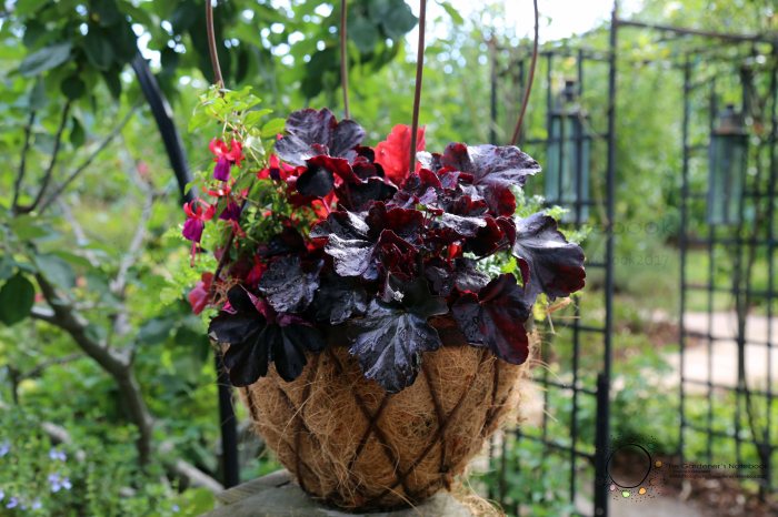 Hanging Plants Indoor | What Hanging Basket Plants Thrive in Shady Spots?