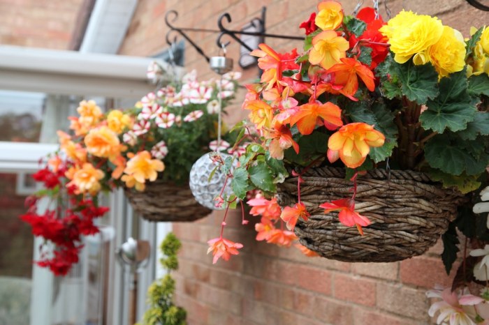 Hanging Plants Indoor | Discover the Charm of Hanging Basket Plants That Thrive Without Deadheading