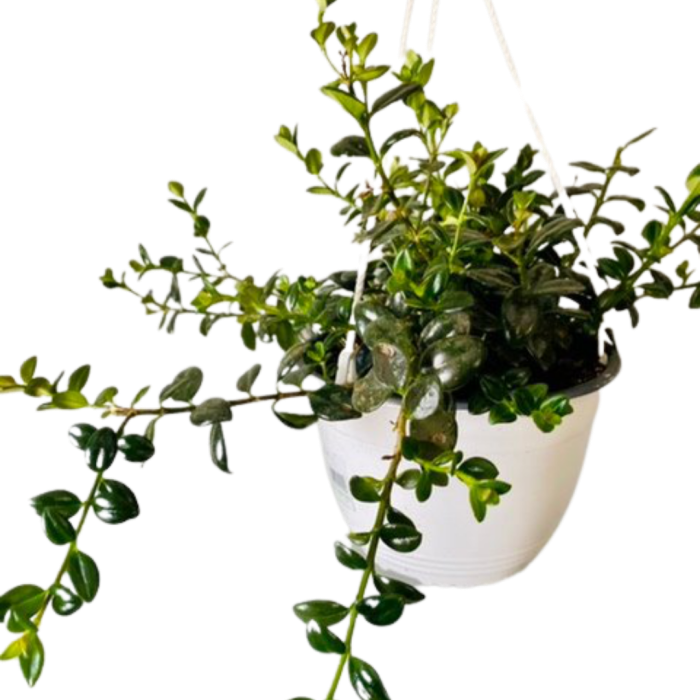 Hanging Plants Indoor | Goldfish Plant Hanging Baskets: A Guide to Design, Plant Selection, and Care