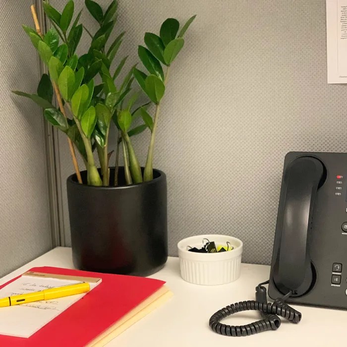 Hanging Plants Indoor | Best Plants for a Cubicle: Enhancing Your Workspace with Greenery