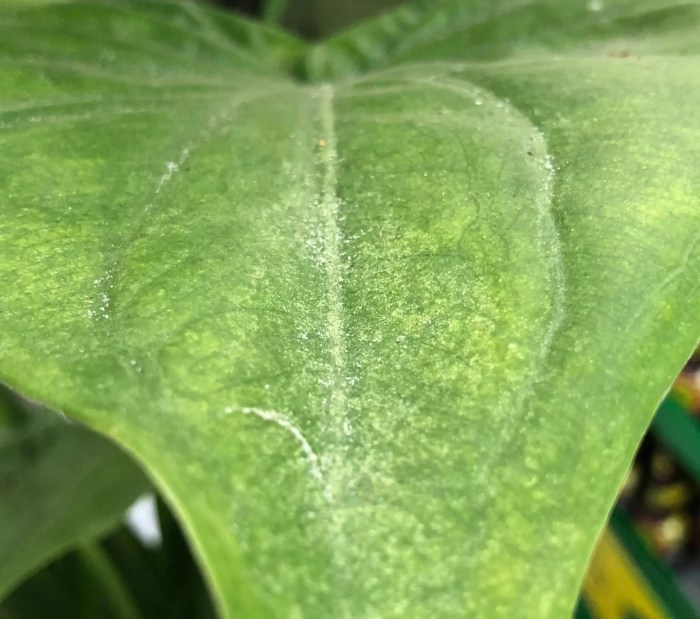 Hanging Plants Indoor | Get Rid of Spider Mites on Indoor Plants: A Comprehensive Guide