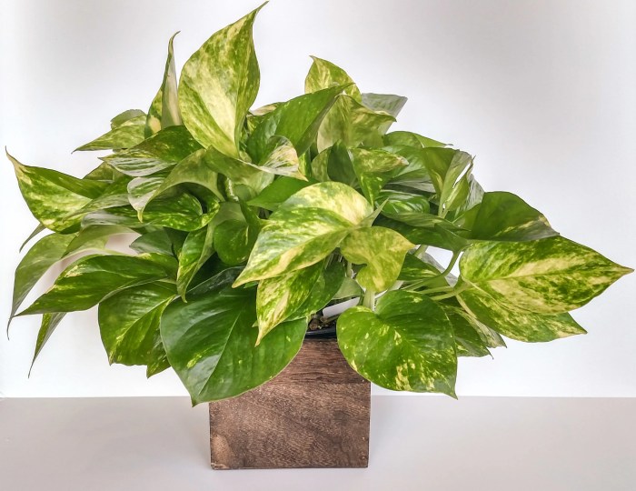 Hanging Plants Indoor | Hanging Chinese Evergreen: A Guide to Care, Propagation, and Design