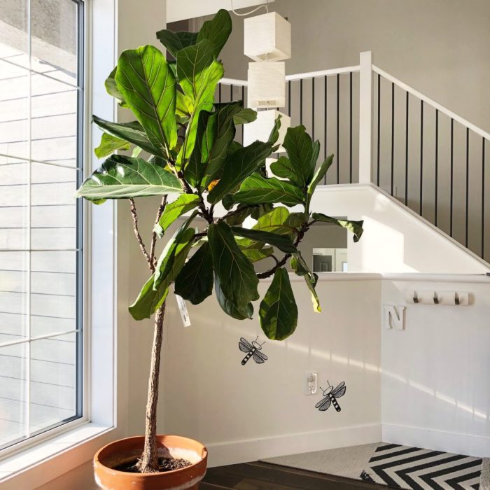 Hanging Plants Indoor | Best Low Maintenance Indoor Hanging Plants: Beautify Your Space with Minimal Effort