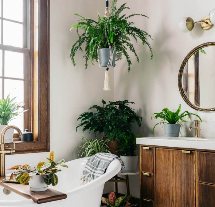Hanging Plants Indoor | Best Plants to Keep in a Bathroom: Enhance Air Quality and Ambiance