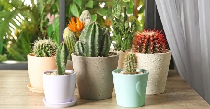 Hanging Plants Indoor | Hanging Cactus Indoor Plants: A Guide to Types, Care, and Creative Uses