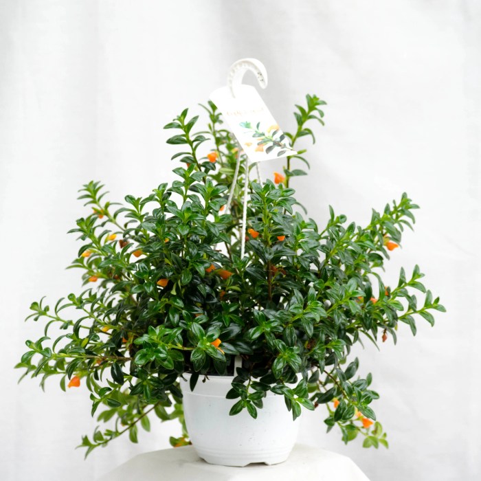 Hanging Plants Indoor | Goldfish Plant Hanging: Enhance Your Aquarium with Natural Beauty
