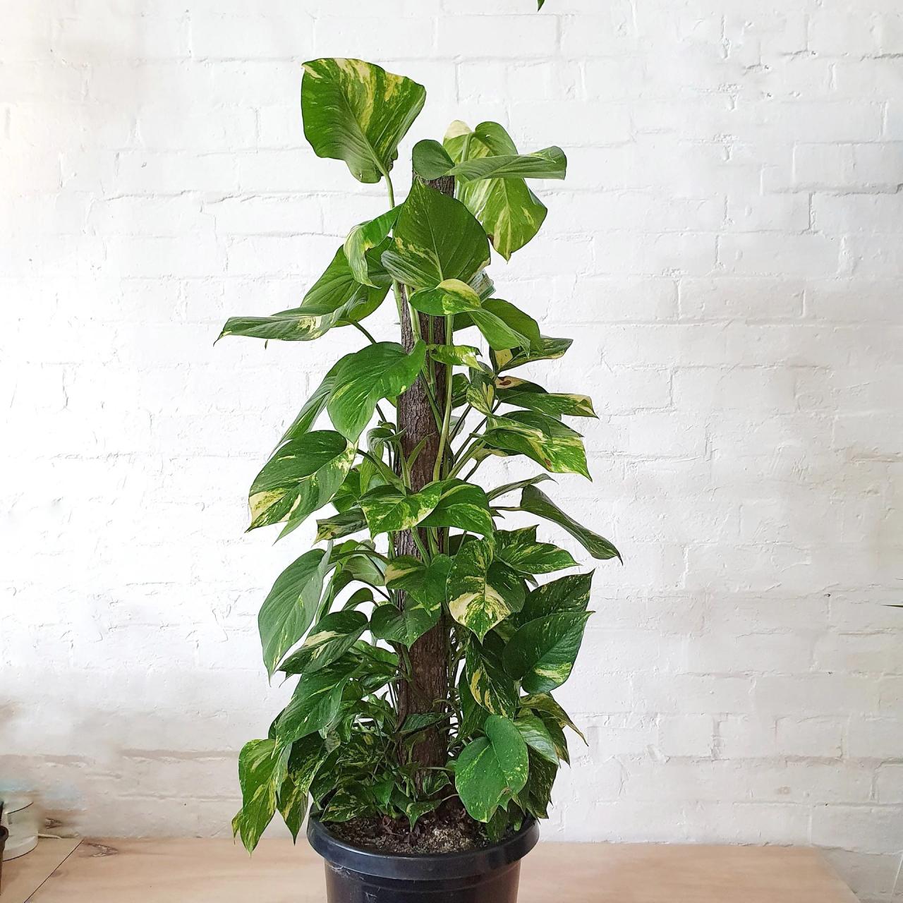 Hanging Plants Indoor | 6 Devils Ivy Trailing Plant: A Versatile and Decorative Houseplant