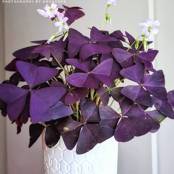 Hanging Plants Indoor | Discover the Enchanting World of Hanging Plants with Purple Leaves