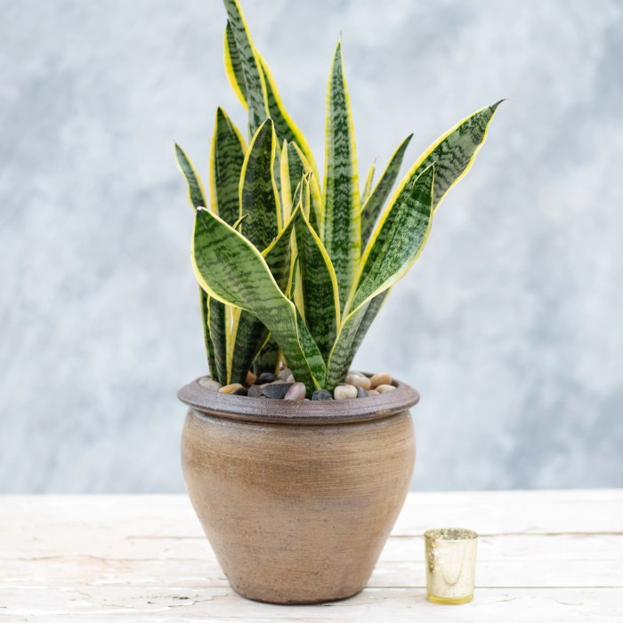 Hanging Plants Indoor | Hanging Snake Plants: A Guide to Care, Benefits, and Troubleshooting