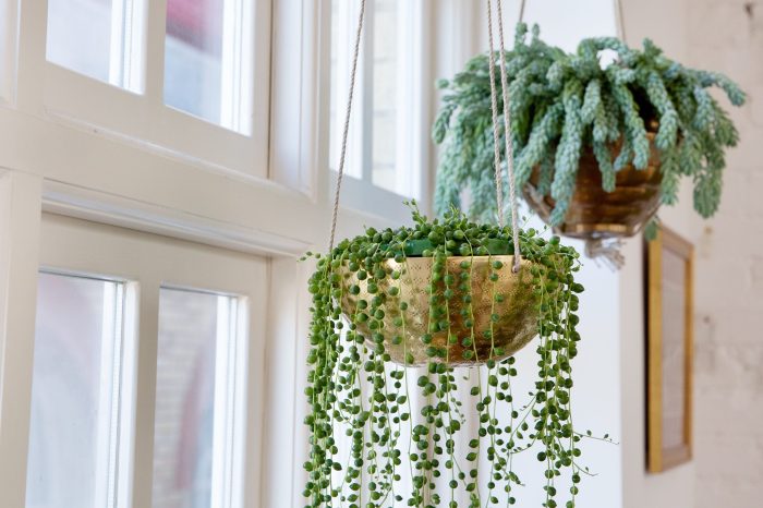 Hanging Plants Indoor | Bright Light Trailing Plants: Illuminate Your Spaces with Verdant Elegance