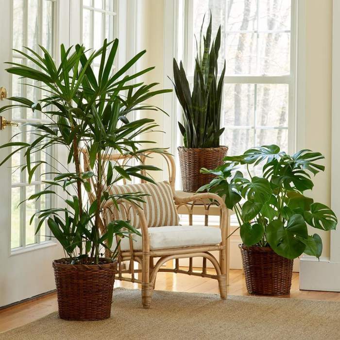 Hanging Plants Indoor | Hanging Plants Easy Care: A Guide to Low-Maintenance Indoor Greenery