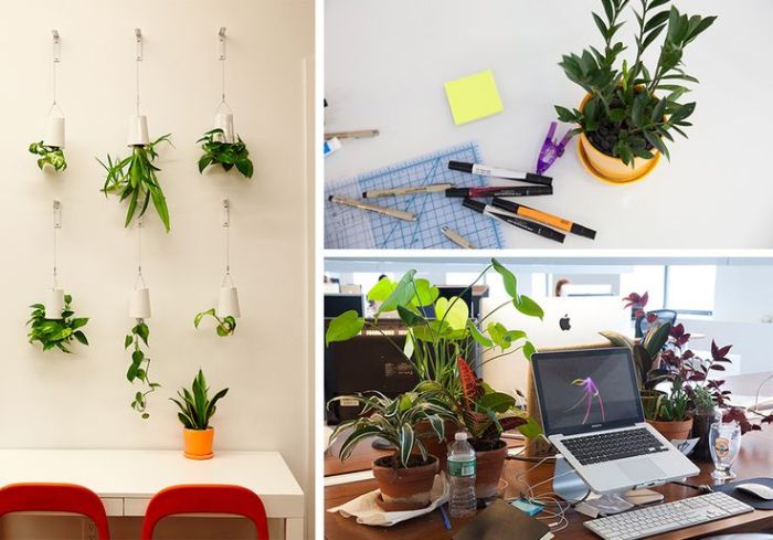 Hanging Plants Indoor | Hanging Desk Plants: Enhance Your Workspace with Greenery and Productivity