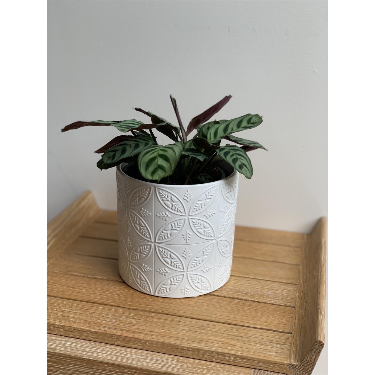 Hanging Plants Indoor | Discover the Allure of Bunnings Ceramic Pots for Indoor Greenery