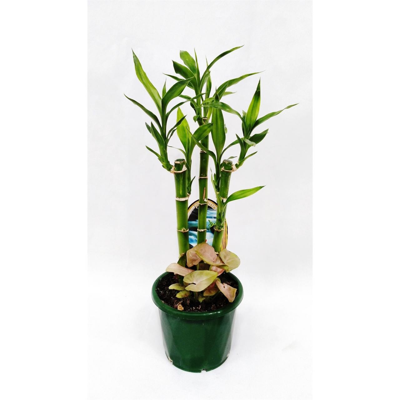 Hanging Plants Indoor | Bamboo Pot Plants from Bunnings: Enhance Your Home with Natural Elegance