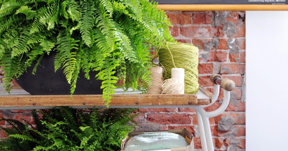 Hanging Plants Indoor | Best Plants for Selling Your Home: Enhance Curb Appeal and Boost Value