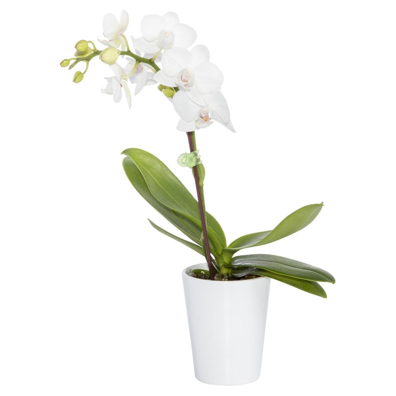 Hanging Plants Indoor | Orchid Pots at Bunnings: The Ultimate Guide to Selecting and Caring for Your Orchids