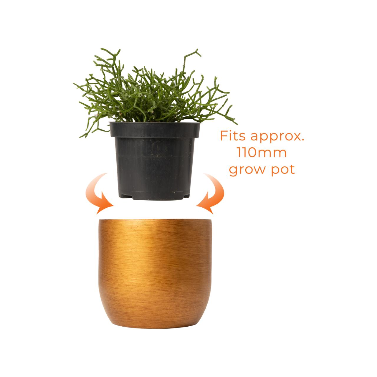 Hanging Plants Indoor | Bunnings Gold Pot: Versatile Addition to Your Gardening Arsenal